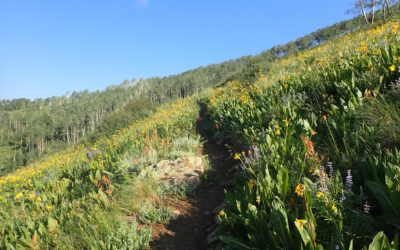 Wildflowers make me happy! And why I occasionally do a juice cleanse – it’s not why you think.