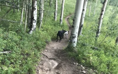 Lessons from Puck: Don’t bite your friends. And why recovery is so damn hard.