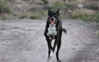 Don’t go to the dog park with a pocketful of dog treats. And other (seemingly obvious) life lessons.