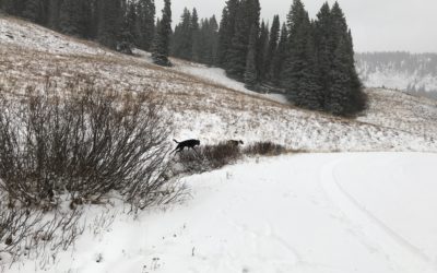 Winter is here. Or at least mud season. So the circus is headed to Denver.