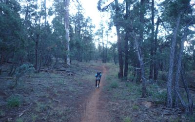 Checking in from Payson AZ with an update on Maya.